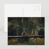 Gärten des alten Florida Postkarte (Vorne/Hinten)