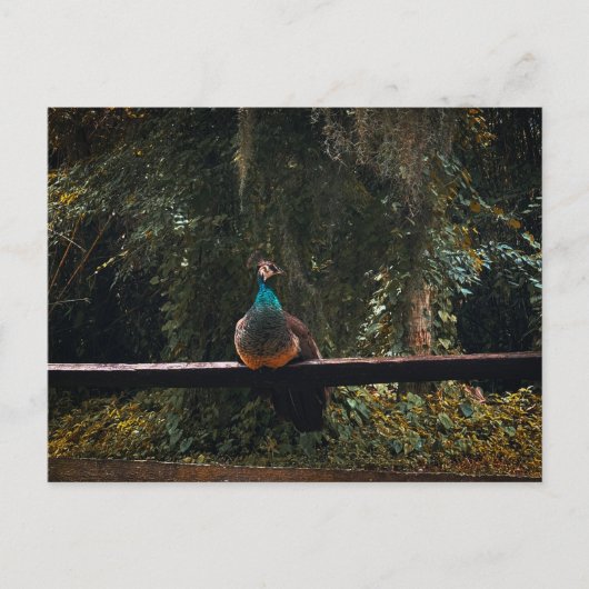 Gärten des alten Florida Postkarte (Vorderseite)