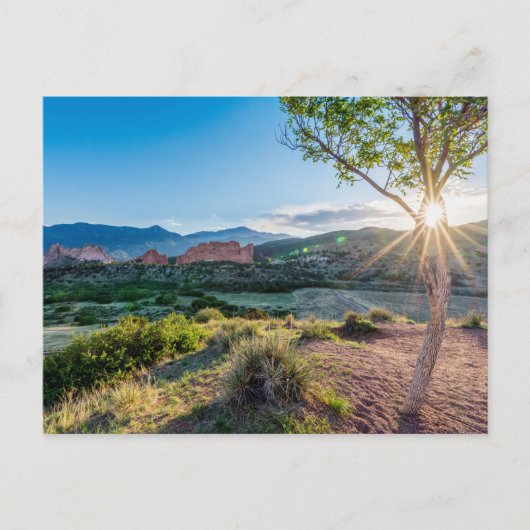 Garten des Gottes Tree Sunburst Postkarte (Vorderseite)