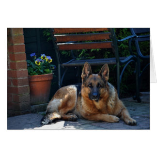 Garten, deutscher Hirte, Hund