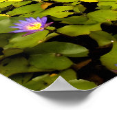 Garten Eden - Maui - Hawaii Poster (Ecke)