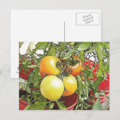 Garten Frische Heirloom Tomaten Postkarte (Vorne/Hinten)