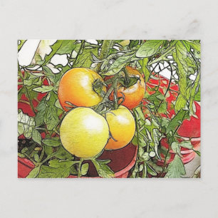 Garten Frische Heirloom Tomaten Postkarte
