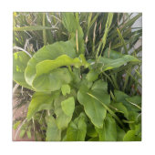 Garten Gartenanlage Gartenanlage Gartenanlage Gart Fliese (Vorderseite)