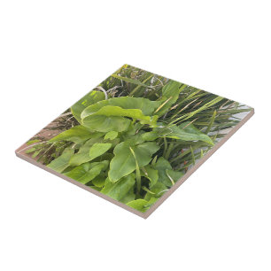 Garten Gartenanlage Gartenanlage Gartenanlage Gart Fliese