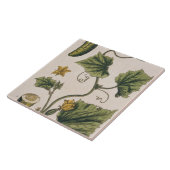 Garten-Gurke, überziehen 4 von "einem neugierigen Fliese (Seite)