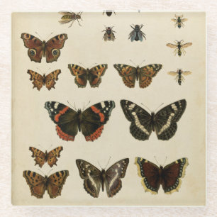 Garten-Insekten durch Visions-Studio Glasuntersetzer