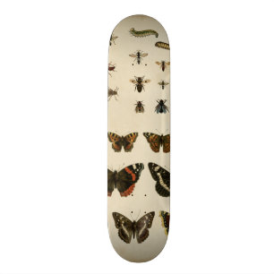 Garten-Insekten durch Visions-Studio Skateboard