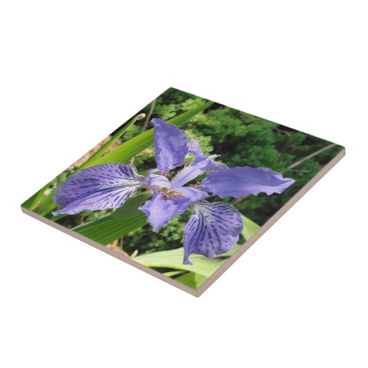 Garten-Iris, Blau, Fliese 4,25 (Seite)