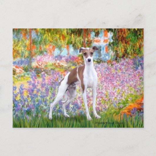 Garten - Italienischer Windhund 7 Postkarte (Vorderseite)