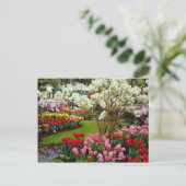 Gärten Keukenhof in Lisse, südlich von Amster Postkarte (Stehend Vorderseite)