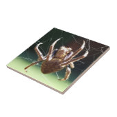 Garten-Kugel-Weber-Spinnen-Fliese Fliese (Seite)