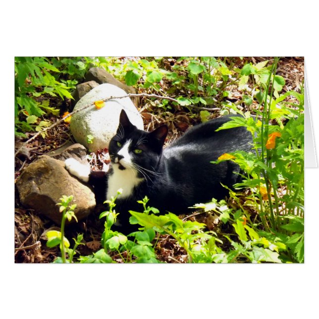 Garten-Miezekatze (Vorderseite (Horizontal))