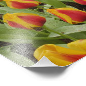 Garten mit Blumen und Blumen, Keukenhof Gardens, Fotodruck (Ecke)
