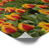 Garten mit Blumen und Blumen, Keukenhof Gardens, Poster (Ecke)