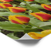 Garten mit Blumen und Blumen, Keukenhof Gardens, Poster (Ecke)
