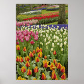 Garten mit Blumen und Blumen, Keukenhof Gardens, Poster (Vorne)