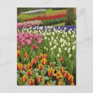 Garten mit Blumen und Blumen, Keukenhof Gardens, Postkarte