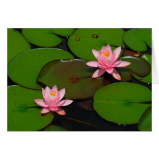Garten mit Blütenblumen, Rosa Lotus,