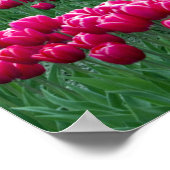 Garten mit Frühlingsblüten-Tulpenbirnen in Poster (Ecke)