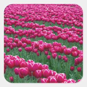 Garten mit Frühlingsblüten-Tulpenbirnen in Quadratischer Aufkleber