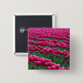 Garten mit Frühlingsblüten-Tulpenzwiebeln in Button (Vorne & Hinten)