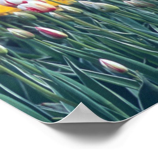 Garten mit Gartenanlage im Skagital, Poster (Ecke)