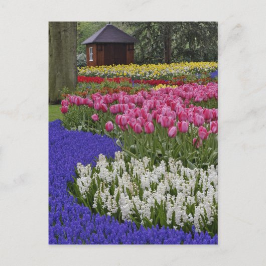 Garten mit Hyazinthen, Hyazinthen und Tulpen, Postkarte (Vorderseite)