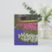 Garten mit Hyazinthen, Hyazinthen und Tulpen, Postkarte (Stehend Vorderseite)