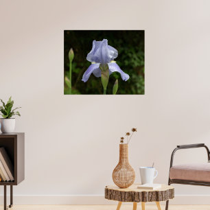 Garten mit Immergrün-Schwertlilie und Regentropfen Poster