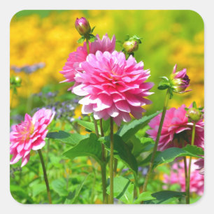 Garten mit rosa Dahlien Quadratischer Aufkleber