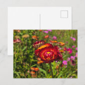 Garten mit Strohblumen Einladungspostkarte (Vorne/Hinten)