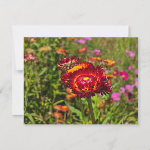 Garten mit Strohblumen Postkarte