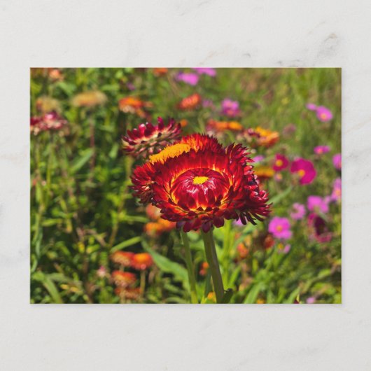 Garten mit Strohblumen Postkarte (Vorderseite)