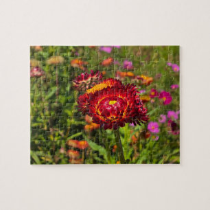 Garten mit Strohblumen Puzzle