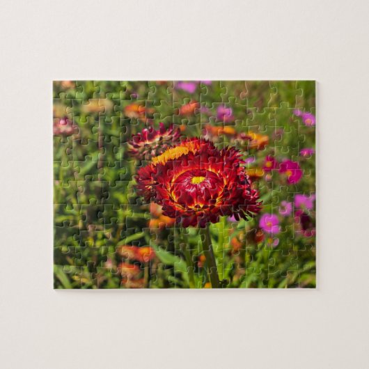 Garten mit Strohblumen Puzzle (Horizontal)