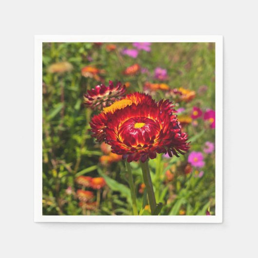 Garten mit Strohblumen Serviette (Vorderseite)