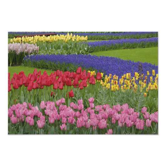 Garten mit Tulpen, Hyazinthen und Fotodruck (Vorne)