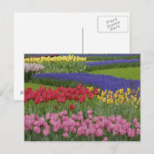 Garten mit Tulpen, Hyazinthen und Postkarte (Vorne/Hinten)