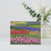 Garten mit Tulpen, Hyazinthen und Postkarte (Stehend Vorderseite)
