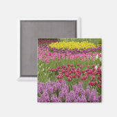 Garten mit Tulpen, Narzissen und Hyazinthen Magnet (Vorderseite/Rückseite)