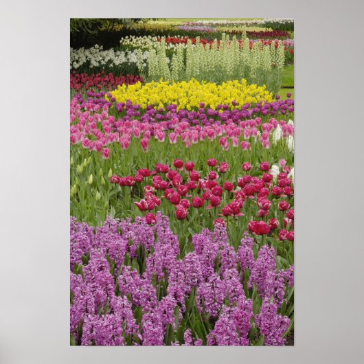 Garten mit Tulpen, Narzissen und Hyazinthen Poster (Vorne)