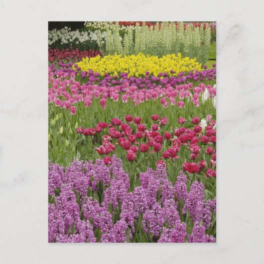 Garten mit Tulpen, Narzissen und Hyazinthen Postkarte (Vorderseite)