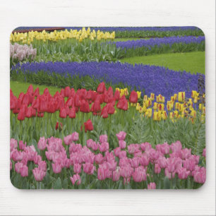 Garten mit Tulpen, Traubenhyazinthen und Mousepad