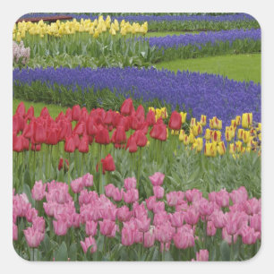 Garten mit Tulpen, Traubenhyazinthen und Quadratischer Aufkleber