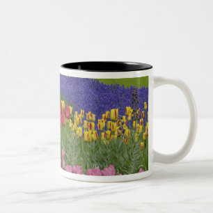 Garten mit Tulpen, Traubenhyazinthen und Zweifarbige Tasse