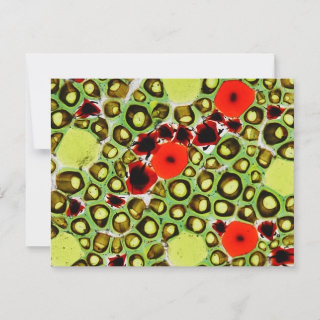 Garten Nr. 9 (Vorderseite)