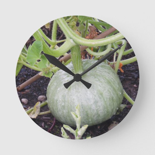 Garten: Pumpkin wachsen Runde Wanduhr (Vorderseite)