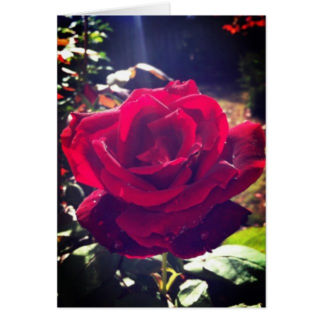 Garten-Rose (Vorne)