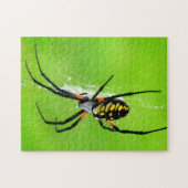 Garten-Spinne Puzzle (Horizontal)